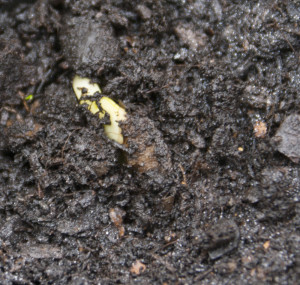 Keimling einer der Plumeria die in Erde eingesetzt wurden